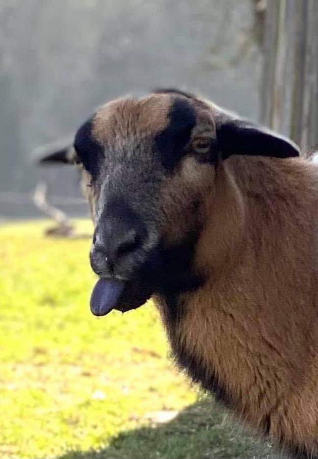 Kellerstoeckl Am Veganen Bio-Lebenshof "Varm - Die Vegane Farm" Sulb Екстериор снимка